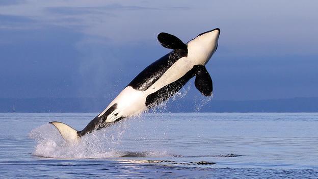 An_orca_whale_breaches_while_swimming_in_puget_sound_near_bainbridge_island__washington